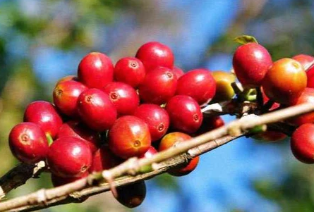Finca La Macarena