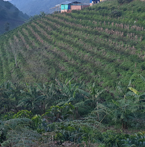 Finca La Macarena